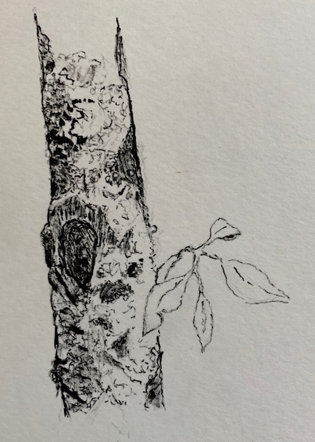 A drawing of a tree with leaves on it.