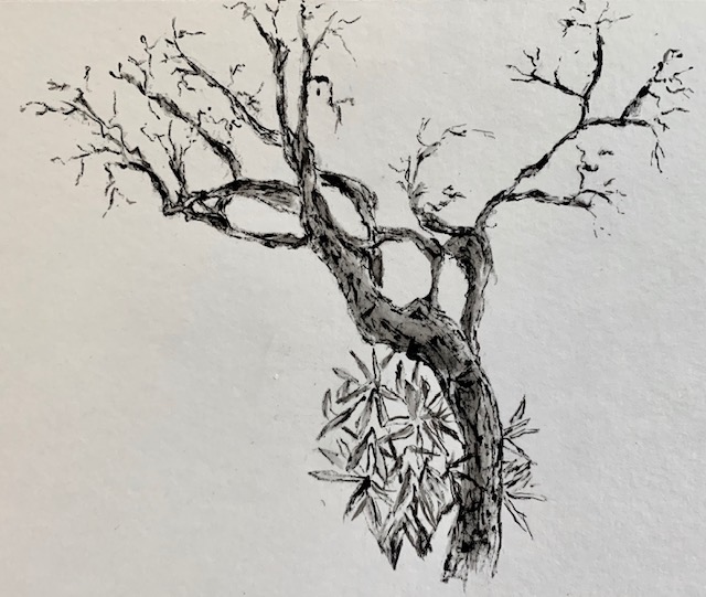 A drawing of a tree with leaves hanging from it.
