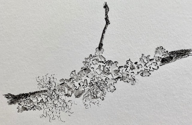 A black and white photo of a tree branch
